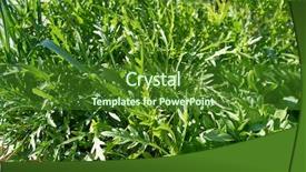  Presentation with urban neighborhoods - Colorful PPT theme enhanced with arugula urban homestead orchard field backdrop and a forest green colored foreground