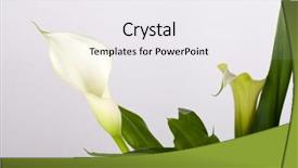  Presentation with calla - Theme having arum lillies - calla lilies on gray background background and a sky blue colored foreground