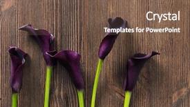  Presentation with calla lily - Cool new theme with arum lillies - calla lily on rustic wooden backdrop and a tawny brown colored foreground