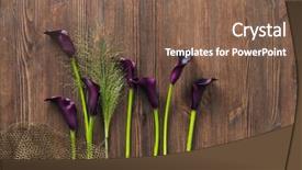  Presentation with calla lily - Beautiful slides featuring arum lillies - calla lily on rustic wooden backdrop and a violet colored foreground