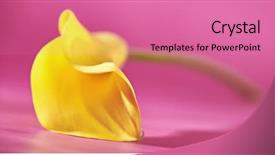  Presentation with calla lily - Cool new slides with arum lillies - yellow calla lily on bright backdrop and a coral colored foreground