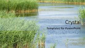  Presentation with blue water - Amazing theme having arundo donax reed in blue water camargue national park france backdrop and a light blue colored foreground