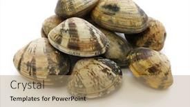  Presentation with clam - PPT layouts featuring asari-clams-it-s background and a coral colored foreground