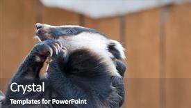  Presentation with animal tissue culture - Presentation theme consisting of asett - portrait of young badger animal background and a  colored foreground