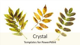  Presentation with botany - Audience pleasing PPT theme consisting of ash and rowan tree leaves backdrop and a blonde colored foreground