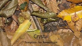  Presentation with detox green smoothies still life - Audience pleasing presentation theme consisting of ash gourd - autumn still life arrangement yellows backdrop and a  colored foreground