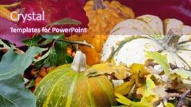  Presentation with ash gourd - PPT layouts with ash gourd - autumn still life shot outside background and a violet colored foreground