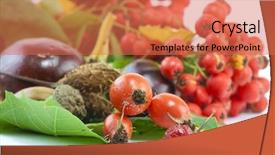  Presentation with ash gourd - Theme consisting of ash gourd - autumn still life studio shot background and a coral colored foreground