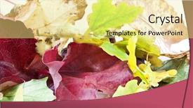  Presentation with red and gold leaves - Slide deck featuring ash gourd - autuymn leaves elm and oak background and a  colored foreground