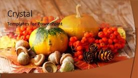  Presentation with ash gourd - Colorful slide set enhanced with ash gourd - harvested pumpkins with fall leaves backdrop and a red colored foreground