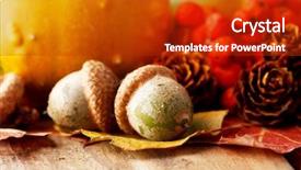  Presentation with ash gourd - Presentation having ash gourd - harvested pumpkins with fall leaves background and a crimson colored foreground