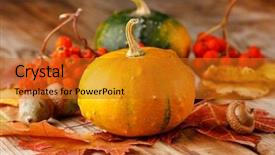  Presentation with ash gourd - Amazing slides having ash gourd - harvested pumpkins with fall leaves backdrop and a gold colored foreground
