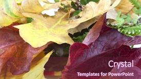  Presentation with ash gourd - Slide deck consisting of ash gourd - selection of different autumn leaves background and a  colored foreground