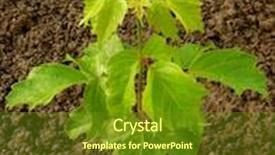  Presentation with maple - PPT theme having ash-leaved maple sapling two background and a tawny brown colored foreground