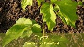  Presentation with maple - Audience pleasing presentation design consisting of ash-leaved-maple-sapling-two backdrop and a tawny brown colored foreground