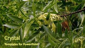  Presentation with green tree - Cool new slide set with ash-tree branch with samara backdrop and a tawny brown colored foreground