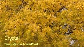  Presentation with autumn leaves - PPT layouts consisting of ash tree fraxinus with leaves background and a  colored foreground