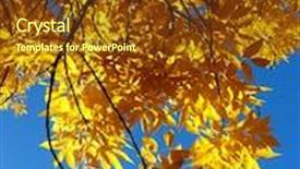  Presentation with fall leaves - Beautiful presentation featuring ash-tree-twigs-with-fall backdrop and a tawny brown colored foreground