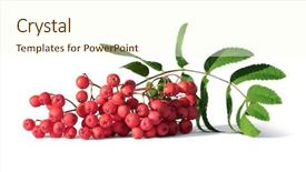  Presentation with berries - Colorful PPT theme enhanced with ashes - bunch of rowan berries backdrop and a cream colored foreground