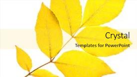  Presentation with yellow - Presentation consisting of ashes - yellow ash leaf isolated background and a  colored foreground