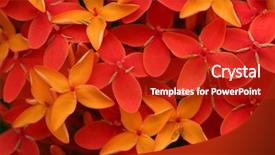  Presentation with tropical flowers - Theme featuring ashoka flowers popular flowers grows background and a crimson colored foreground