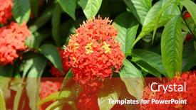  Presentation with growing - Beautiful PPT theme featuring ashoka flowers primarily seen growing in south india backdrop and a crimson colored foreground