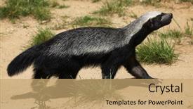  Presentation with honey - Slide deck with known as the ratel wildlife background and a coral colored foreground