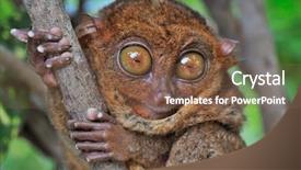  Presentation with eye glasses looking at world - Amazing presentation design having asia mania - big-eyed tarsier looking surprised backdrop and a tawny brown colored foreground