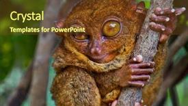  Presentation with eye - Audience pleasing presentation theme consisting of asia mania - big-eyed tarsier winking with one backdrop and a tawny brown colored foreground