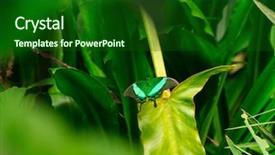  Presentation with green leaf - Presentation design enhanced with asia mania - emerald swallowtail butterfly on green background and a forest green colored foreground