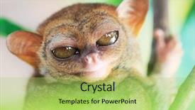  Presentation with philippine - Audience pleasing theme consisting of asia mania - funny philippine tarsier tarsius syrichta backdrop and a yellow colored foreground