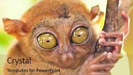  Presentation with philippine - Colorful presentation enhanced with asia mania - funny philippine tarsier tarsius syrichta backdrop and a coral colored foreground