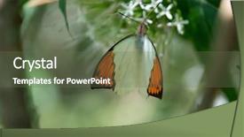  Presentation with orange butterfly - PPT theme consisting of asia mania - great orange tip butterfly hebomoia background and a  colored foreground