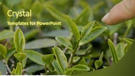  Presentation with tea leaves fresh green leaf - Amazing slide set having asia mania - green tea leaves with small backdrop and a tawny brown colored foreground