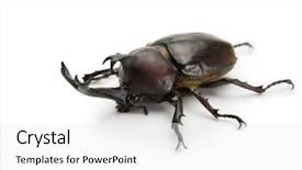  Presentation with japanese - Colorful presentation design enhanced with asia mania - male japanese rhinoceros beetle allomyrina backdrop and a white colored foreground