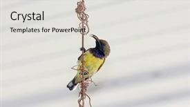  Presentation with olive - Colorful PPT theme enhanced with asia mania - male olive-backed sunbird known backdrop and a light gray colored foreground