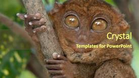  Presentation with branch - Theme with asia mania - surprised tarsier holding a branch background and a tawny brown colored foreground