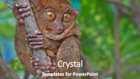  Presentation with wide - Theme enhanced with asia mania - tarsier with eyes wide open background and a violet colored foreground