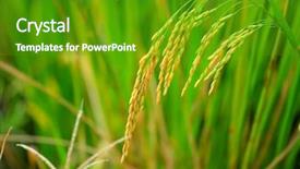  Presentation with rice paddy - Cool new PPT theme with asia paddy rice backdrop and a  colored foreground