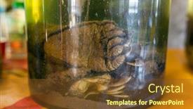  Presentation with black bear - Colorful PPT theme enhanced with fermentation - asian black bear ursus thibetanus backdrop and a tawny brown colored foreground