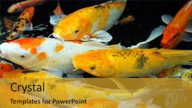  Presentation with asian carp - Beautiful PPT theme featuring asian carp koi fish swim backdrop and a gold colored foreground