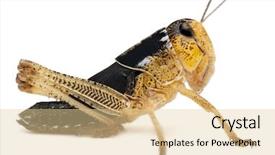  Presentation with cricket - Theme enhanced with asian cricket in front of white background background and a blonde colored foreground