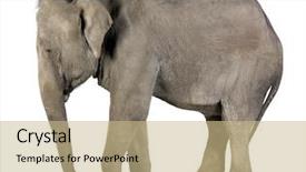  Presentation with elephant maximus - Theme with asian elephant - elephas maximus 40 background and a coral colored foreground