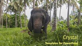  Presentation with elephant - Audience pleasing presentation theme consisting of asian-elephant-eating-grass-under backdrop and a tawny brown colored foreground