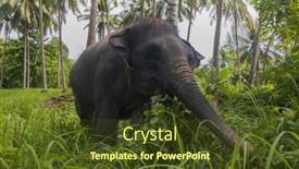  Presentation with elephant - Amazing slide set having asian-elephant-eating-green-grass backdrop and a tawny brown colored foreground