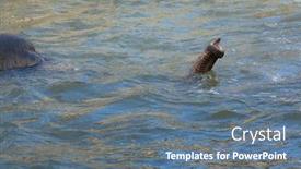  Presentation with elephant maximus - PPT theme enhanced with asian elephant elephas maximus bathing background and a ocean colored foreground