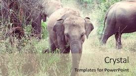  Presentation with sri lanka - PPT layouts consisting of asian elephant in sri lanka background and a soft green colored foreground