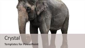  Presentation with elephant - Presentation featuring asian elephant isolated on white background and a light gray colored foreground
