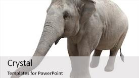  Presentation with elephant - Amazing presentation theme having asian elephant isolated on white backdrop and a light gray colored foreground