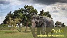  Presentation with elephant - Beautiful PPT theme featuring icelandic horses and woman girl in coat petting horse in beautiful nature on iceland backdrop and a gray colored foreground